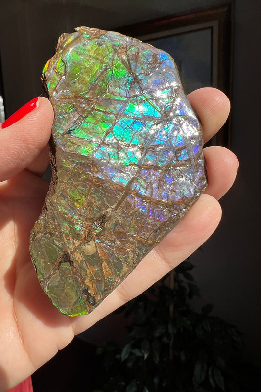 Beautiful! Ammolite Specimen from Canada, Amazing Shades of Color