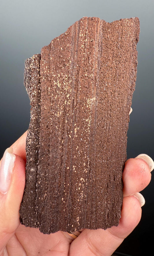 Rare! Triassic Permineralized Fossil Wood with Sparkling Druzy Crystals From Germany