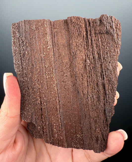 Triassic Permineralized Fossil Wood with Sparkling Druzy Crystals From Germany