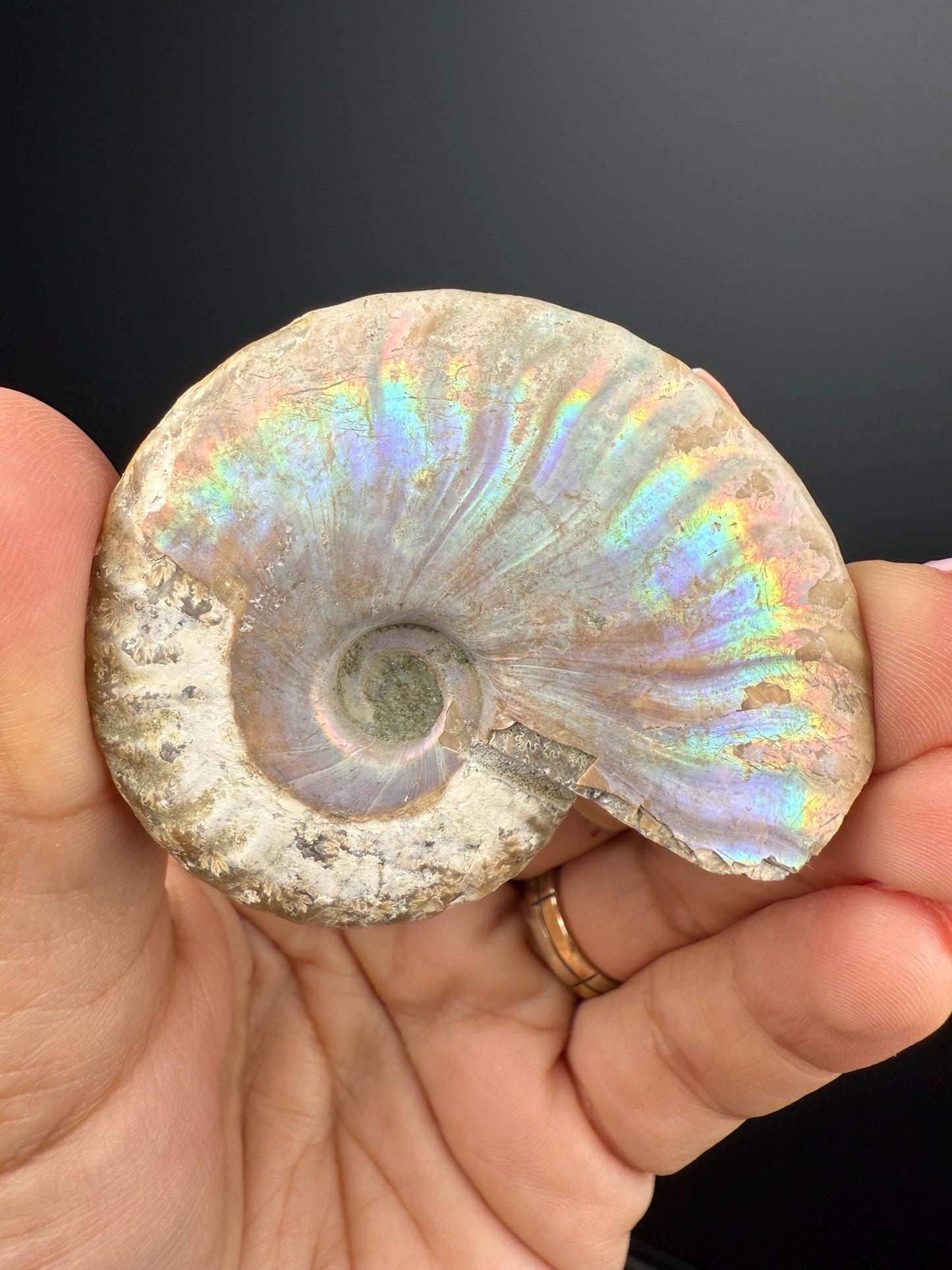 Amazing! Ammonite Fossil with Rainbow Colors, Ammonite Fossil, Fossilized Ammonite, Natural Ammonite