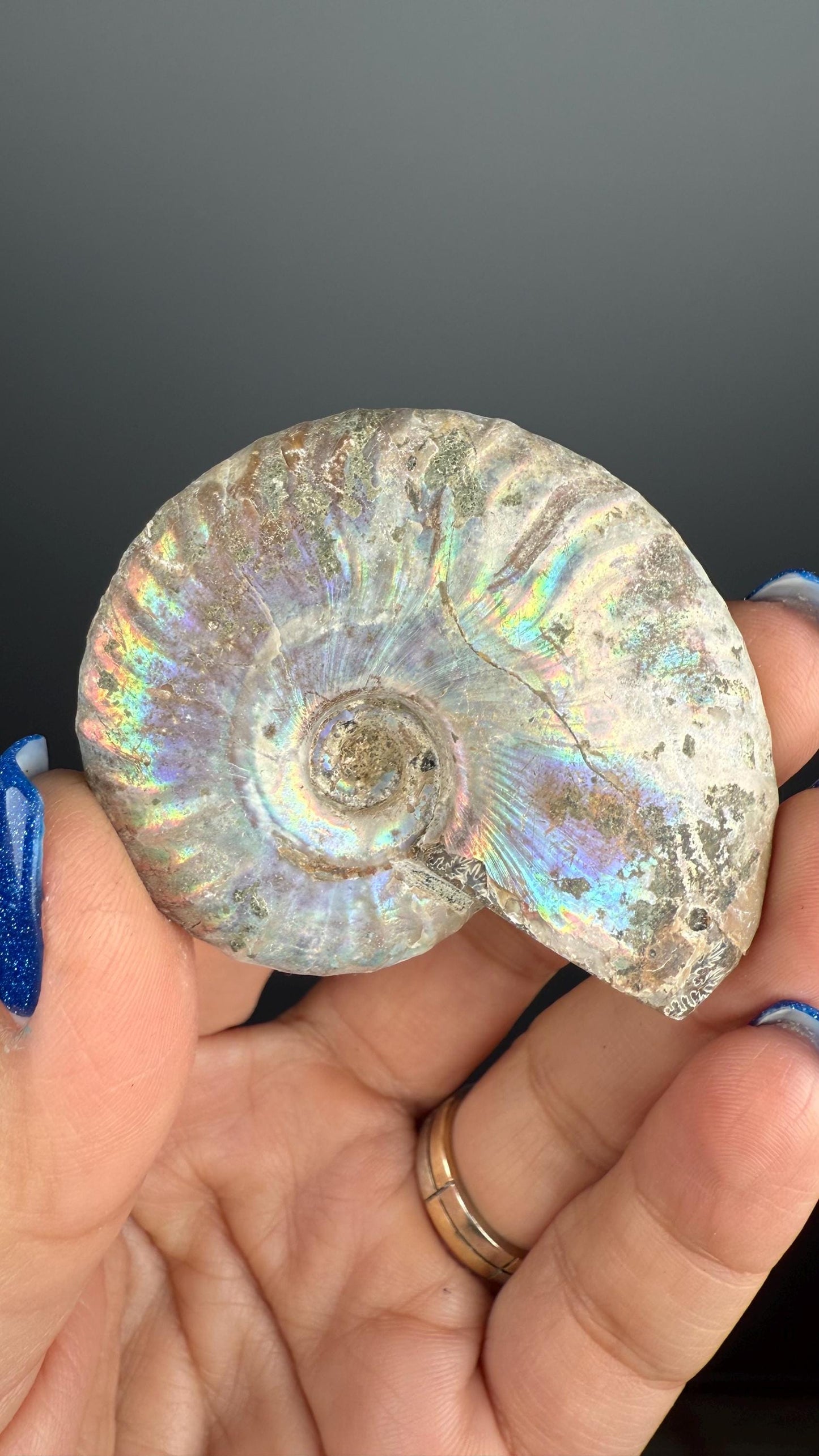 Ammonite Fossil with Rainbow Colors, Ammonite Fossil, Fossilized Ammonite, Natural Ammonite