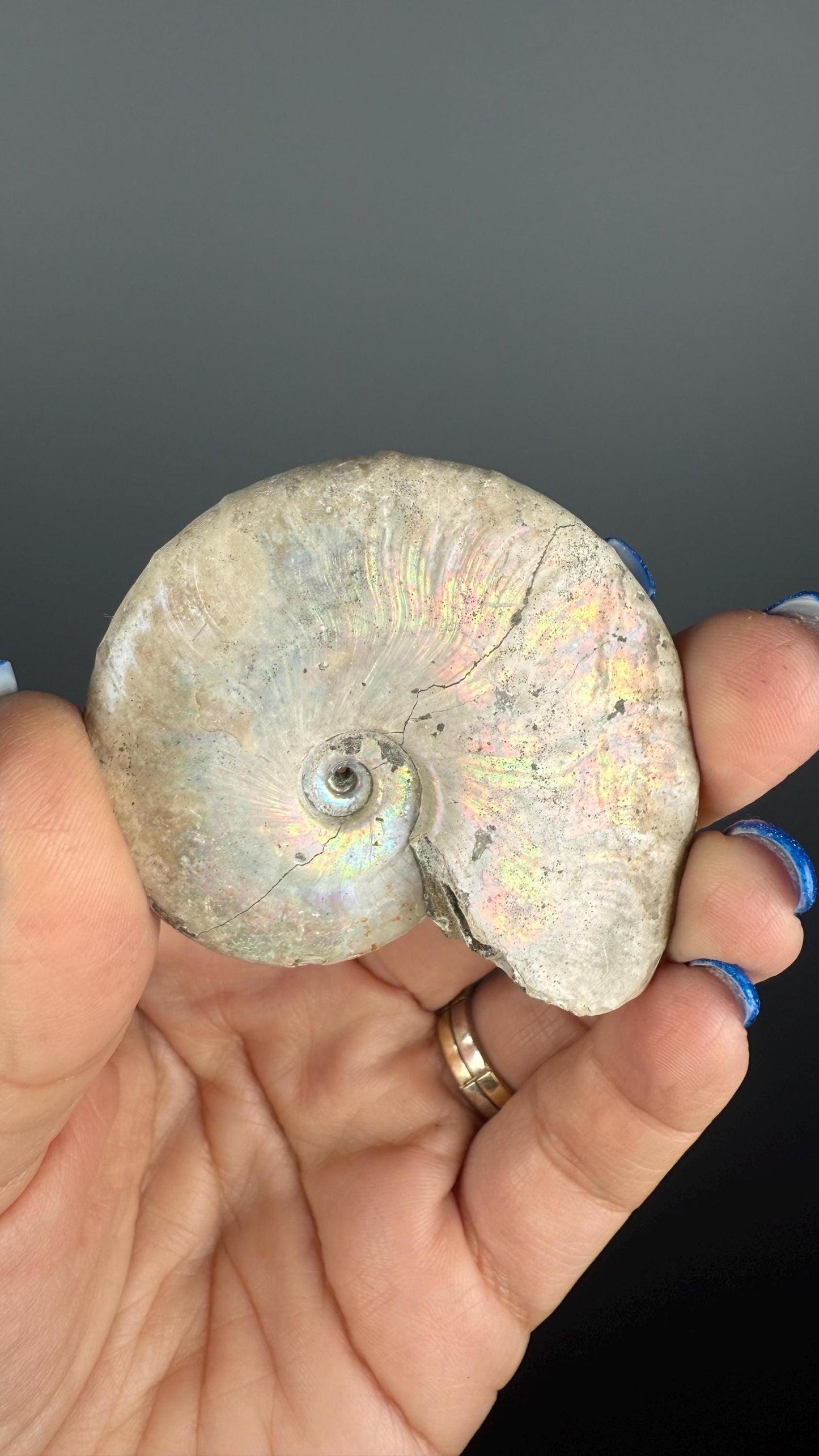 Rainbow Colors Ammonite Fossil, Natural Madagascar Ammonite Crystal