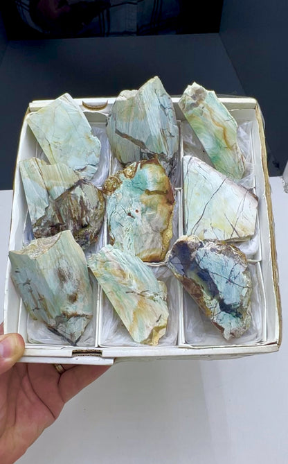 Blue Petrified Wood Lot 9 pieces