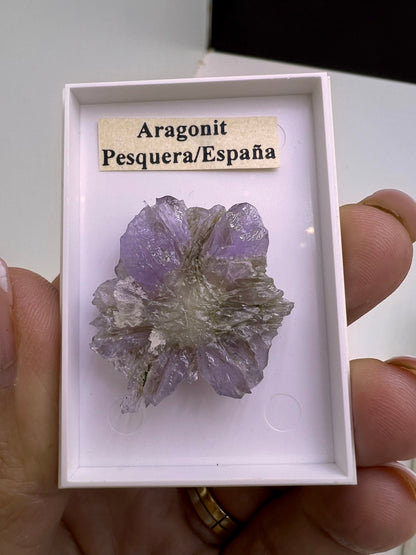 Purple Aragonit Star Lot