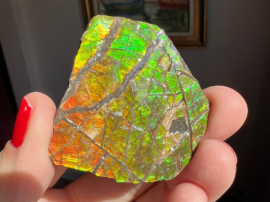 Amazing Shades of Color! Ammolite Specimen from Canada