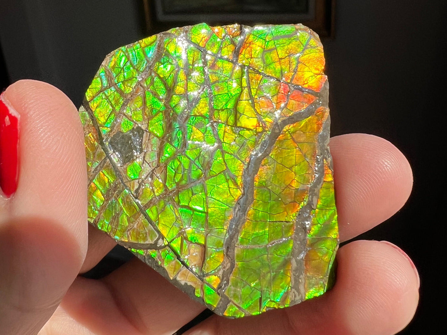 Amazing Shades of Color! Ammolite Specimen from Canada