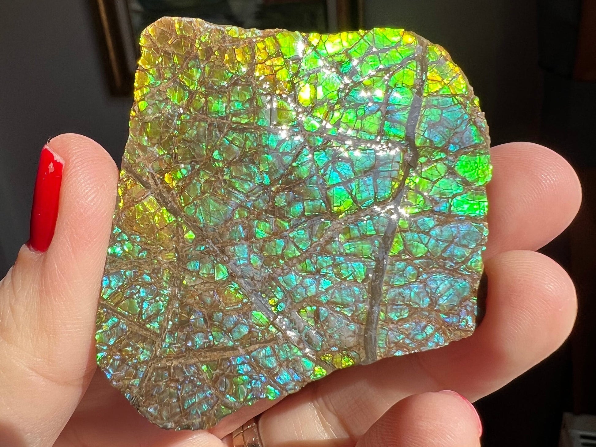 Beautiful Rainbow Colors! Ammolite Specimen from Canada