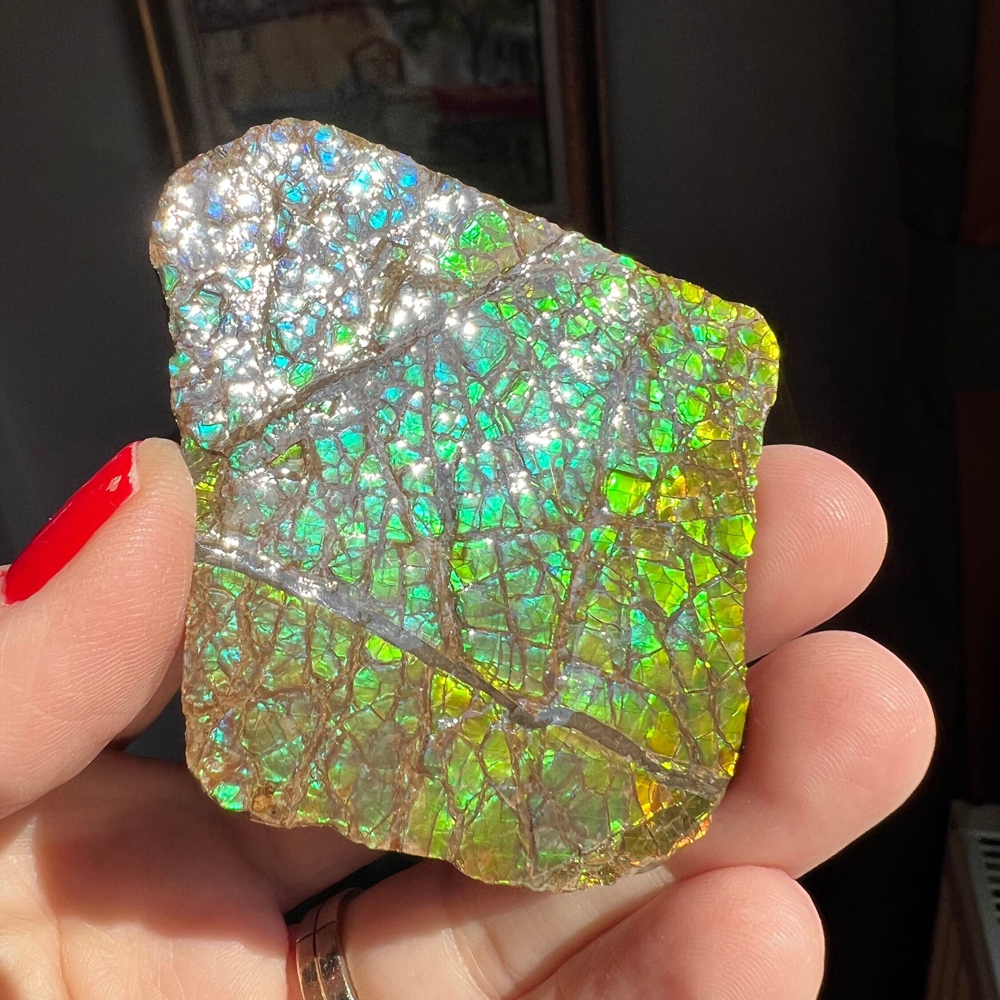 Beautiful Rainbow Colors! Ammolite Specimen from Canada