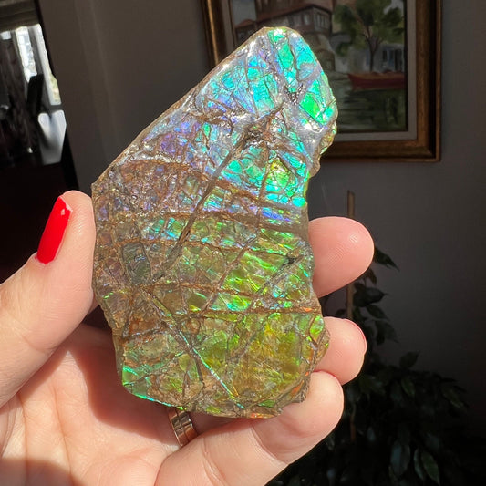 Beautiful! Ammolite Specimen from Canada, Amazing Shades of Color