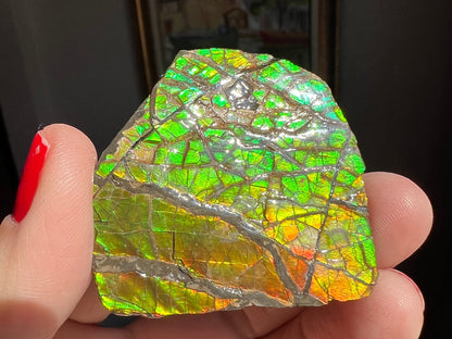 Amazing Shades of Color! Ammolite Specimen from Canada