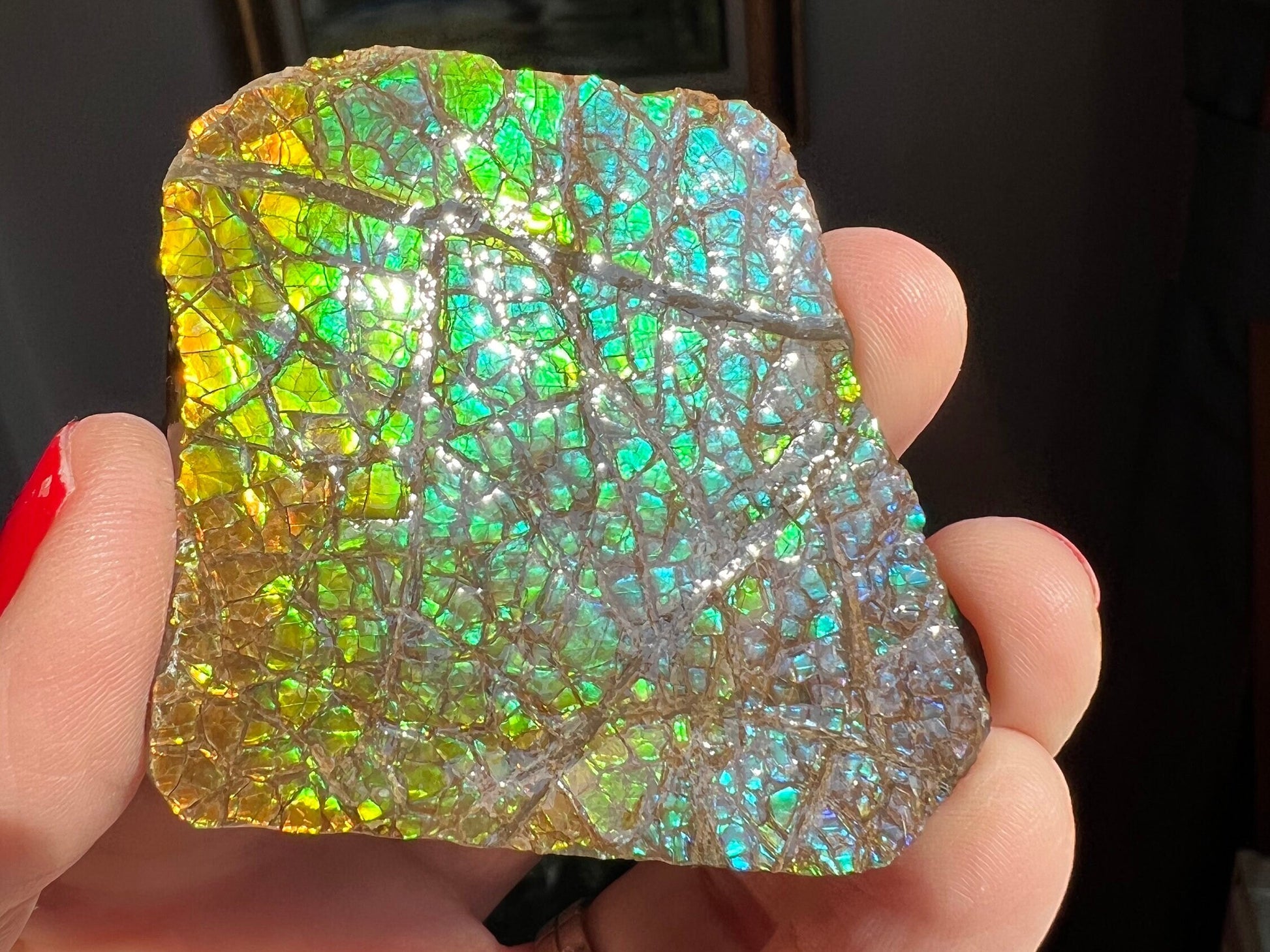 Beautiful Rainbow Colors! Ammolite Specimen from Canada