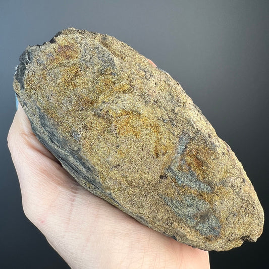 New Find!Fossil Wood with Sparkling Pyrite Crystal, Pyrite-mineralized Wood, Permineralized Wood with Pyrite