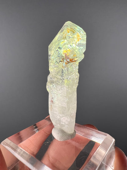 Scepter Firefly Quartz , Golden Enhydro UV Reactive Petroleum Included Quartz Crystal