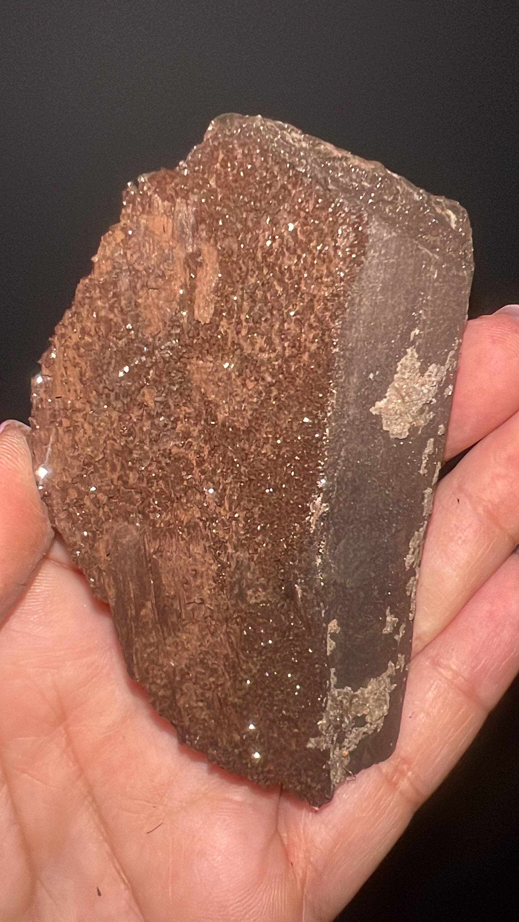 Rare!Triassic Permineralized Fossil Wood with Sparkling Druzy Crystals From Germany