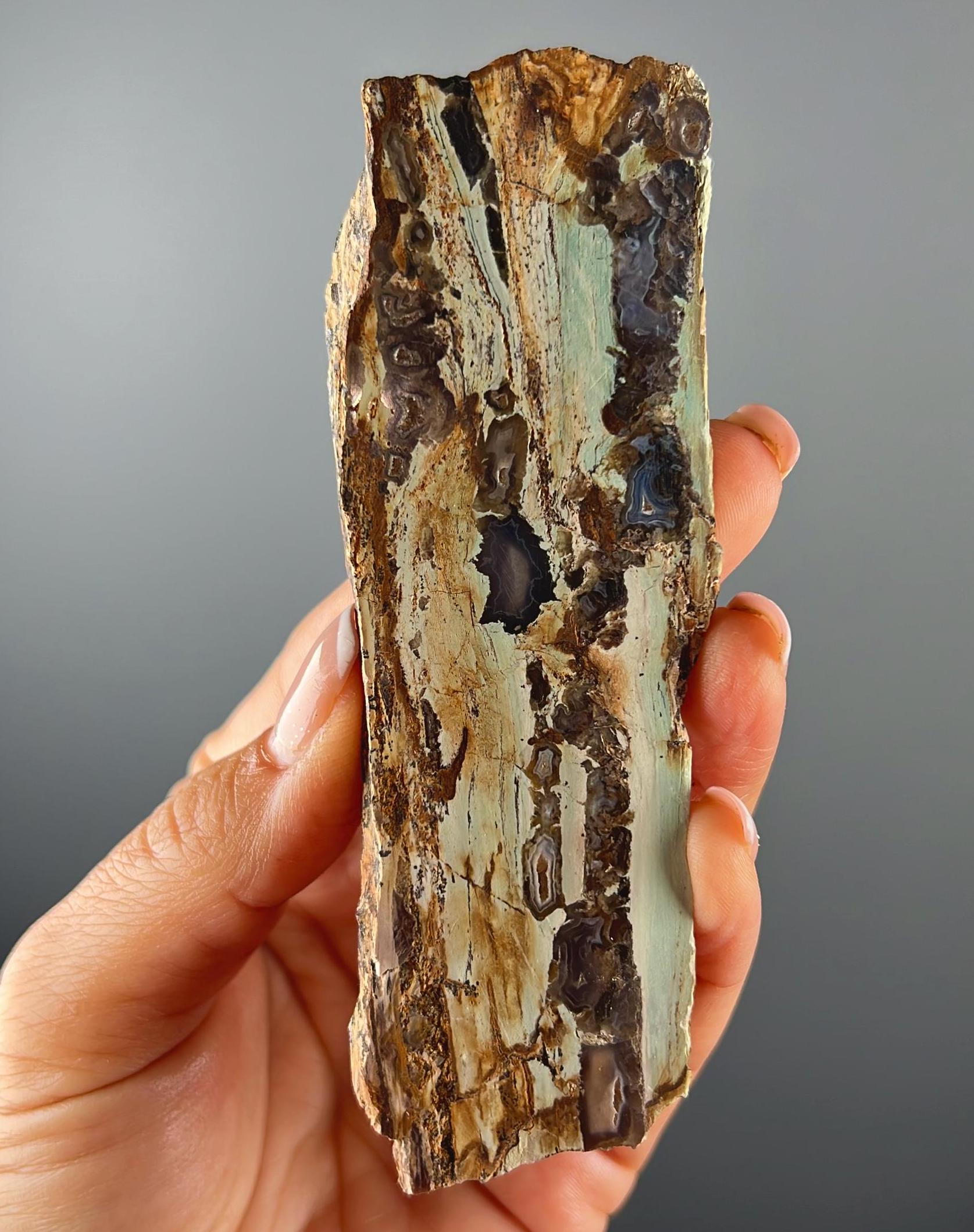 New Find! Blue Petrified Wood