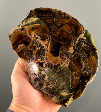 Natural Petrified Wood