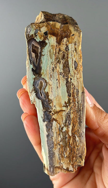 New Find! Blue Petrified Wood