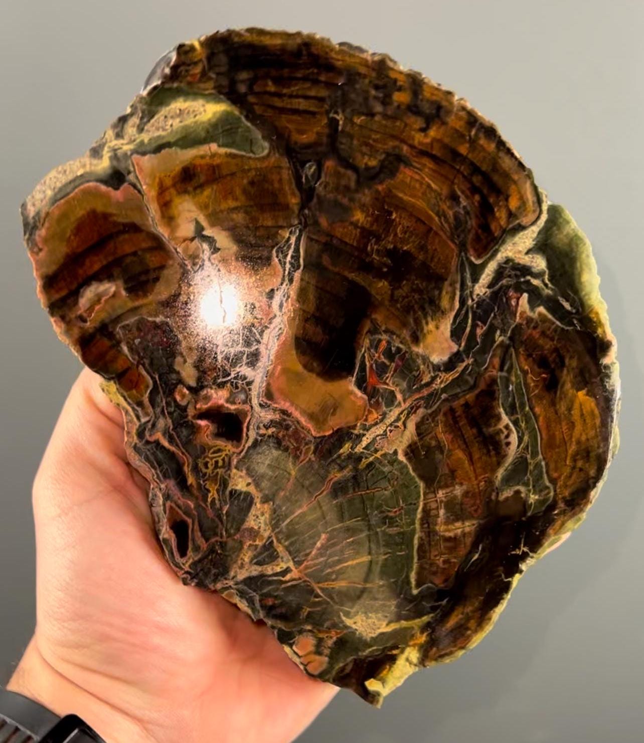 Natural Petrified Wood