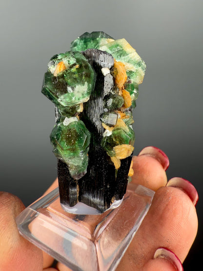 Fluorite on black Tourmaline Crystal (Lollipop Pocket), Erongo, Namibia