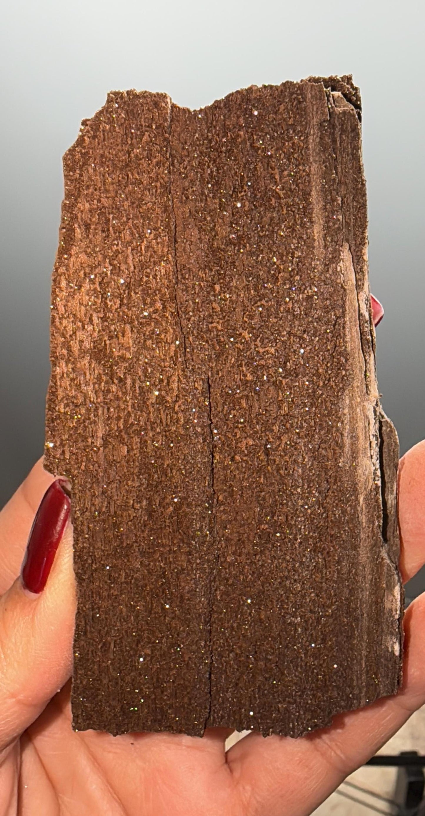 Rare! Triassic Permineralized Fossil Wood with Sparkling Druzy Crystals From Germany