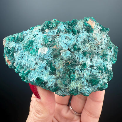 Stunning! Emerald Green Dioptase with Blue Shattuckite Spray Mineral Specimen