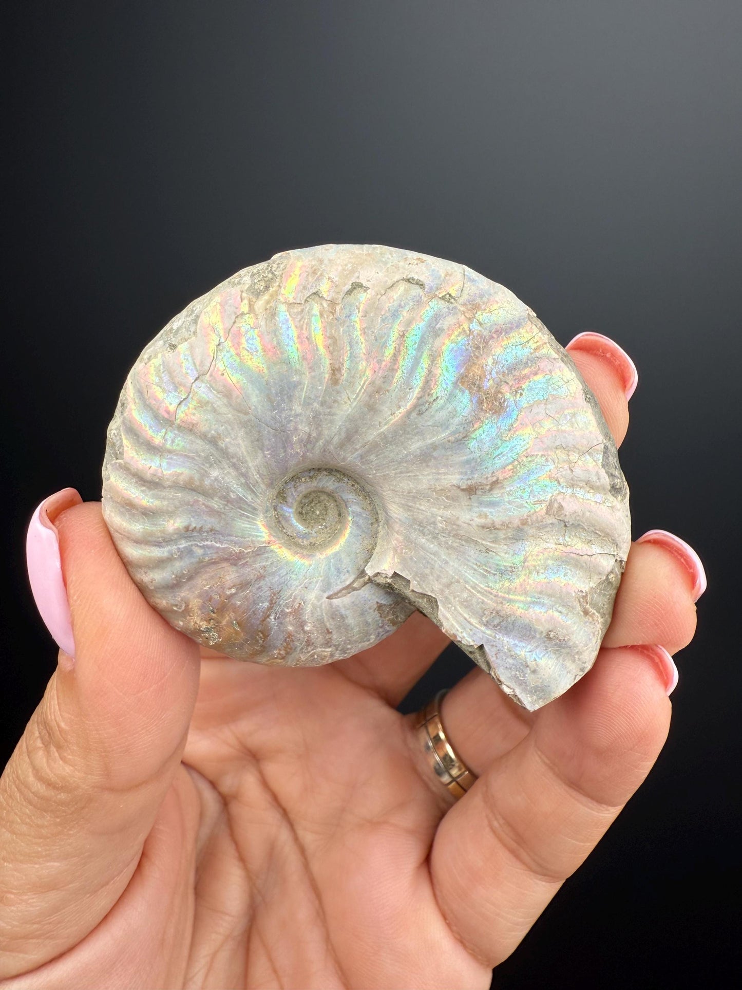 Amazing! Ammonite Fossil with Rainbow Colors, Ammonite Fossil, Fossilized Ammonite, Natural Ammonite