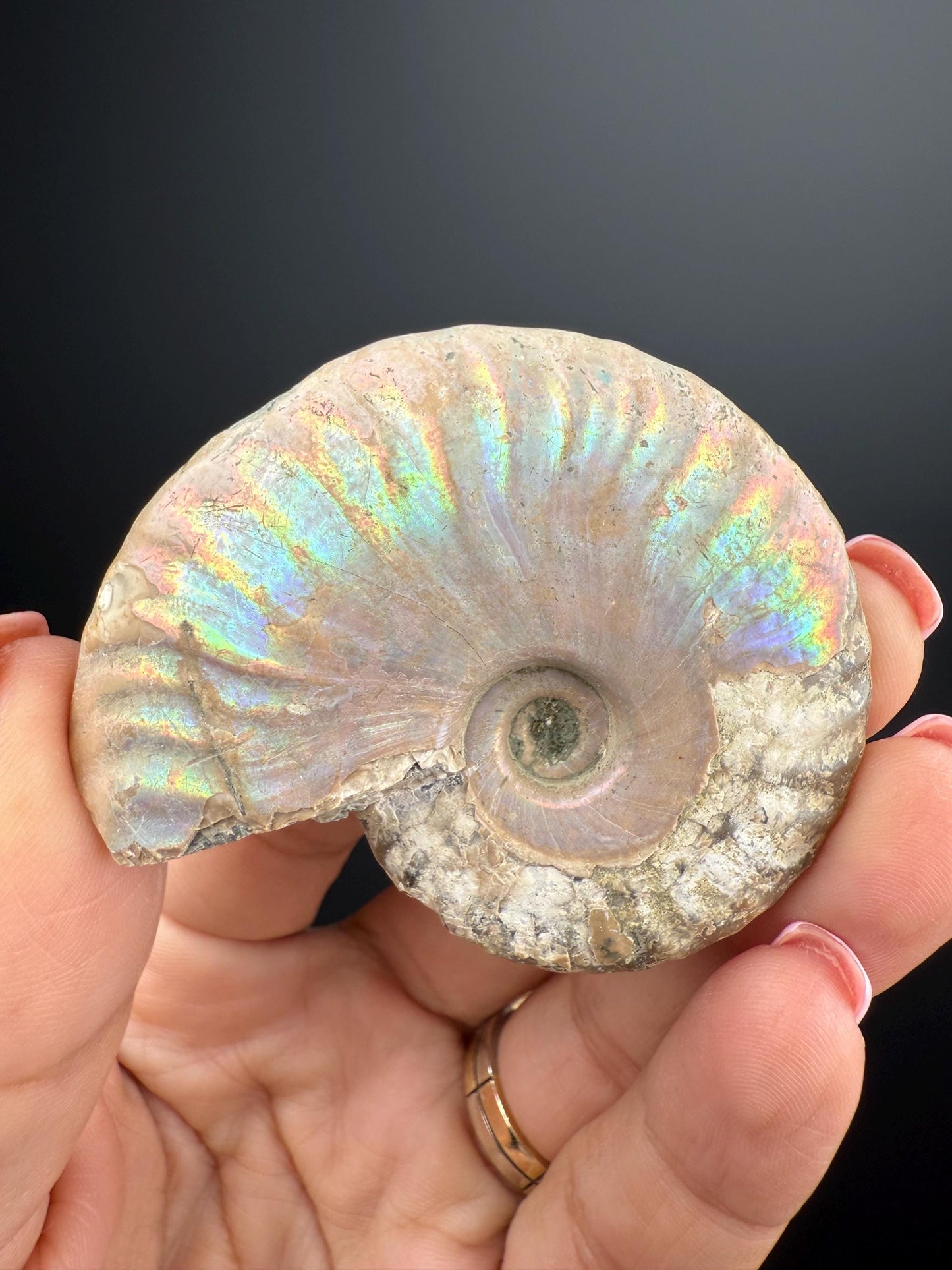 Amazing! Ammonite Fossil with Rainbow Colors, Ammonite Fossil, Fossilized Ammonite, Natural Ammonite