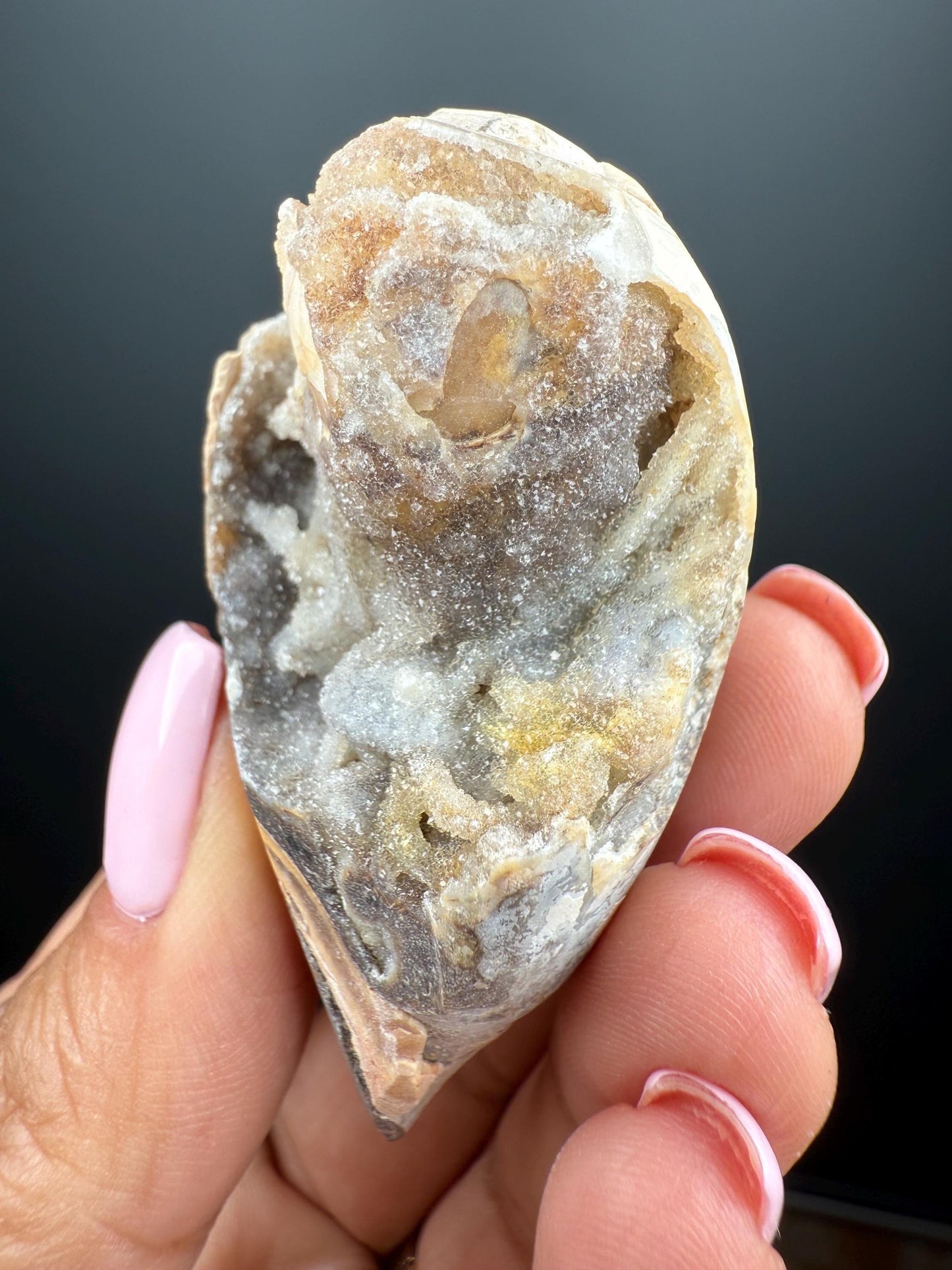 Incredible! Fossilised Spiralite Quartz Shell