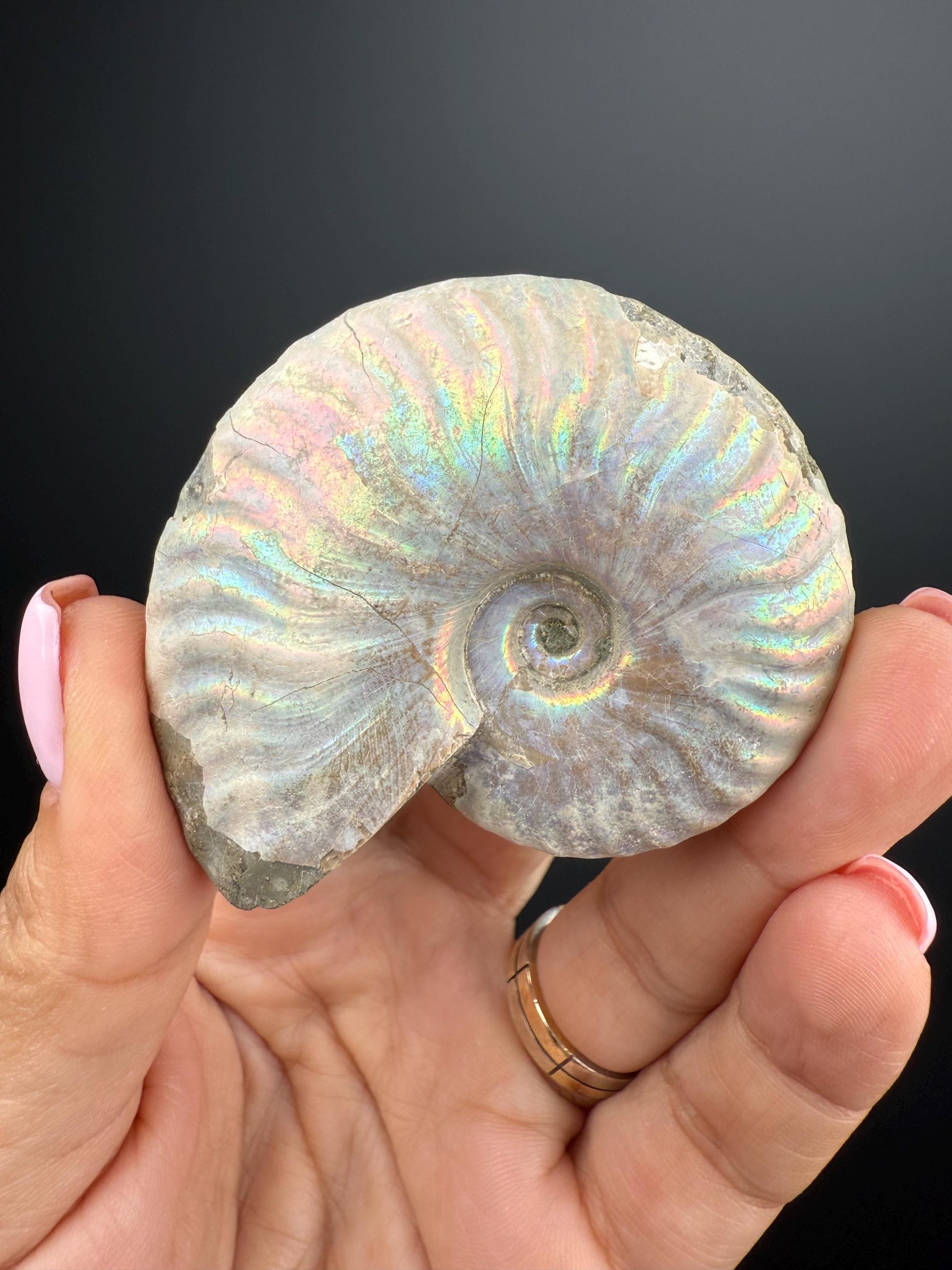 Amazing! Ammonite Fossil with Rainbow Colors, Ammonite Fossil, Fossilized Ammonite, Natural Ammonite