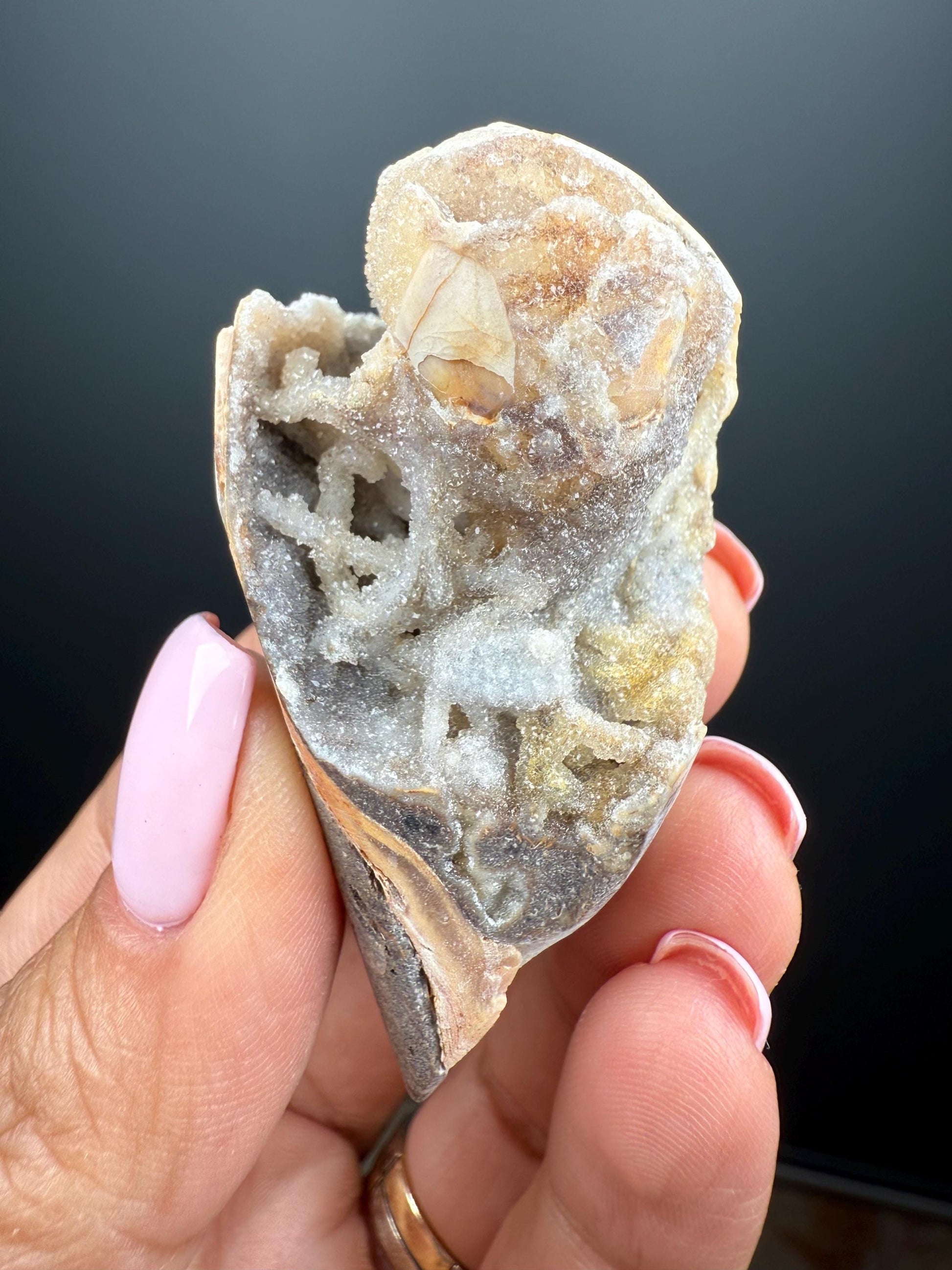 Incredible! Fossilised Spiralite Quartz Shell