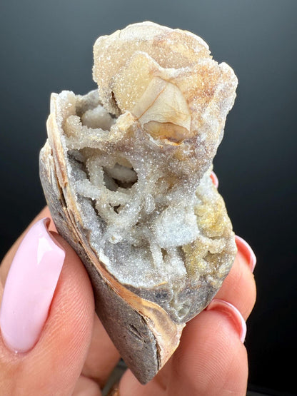 Incredible! Fossilised Spiralite Quartz Shell