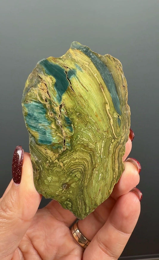 Rare, Bog Wood (Larsonite) from Nevada, Oregon USA