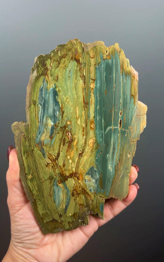 Rare, Bog Wood (Larsonite) from Nevada, Oregon USA (Big Size)