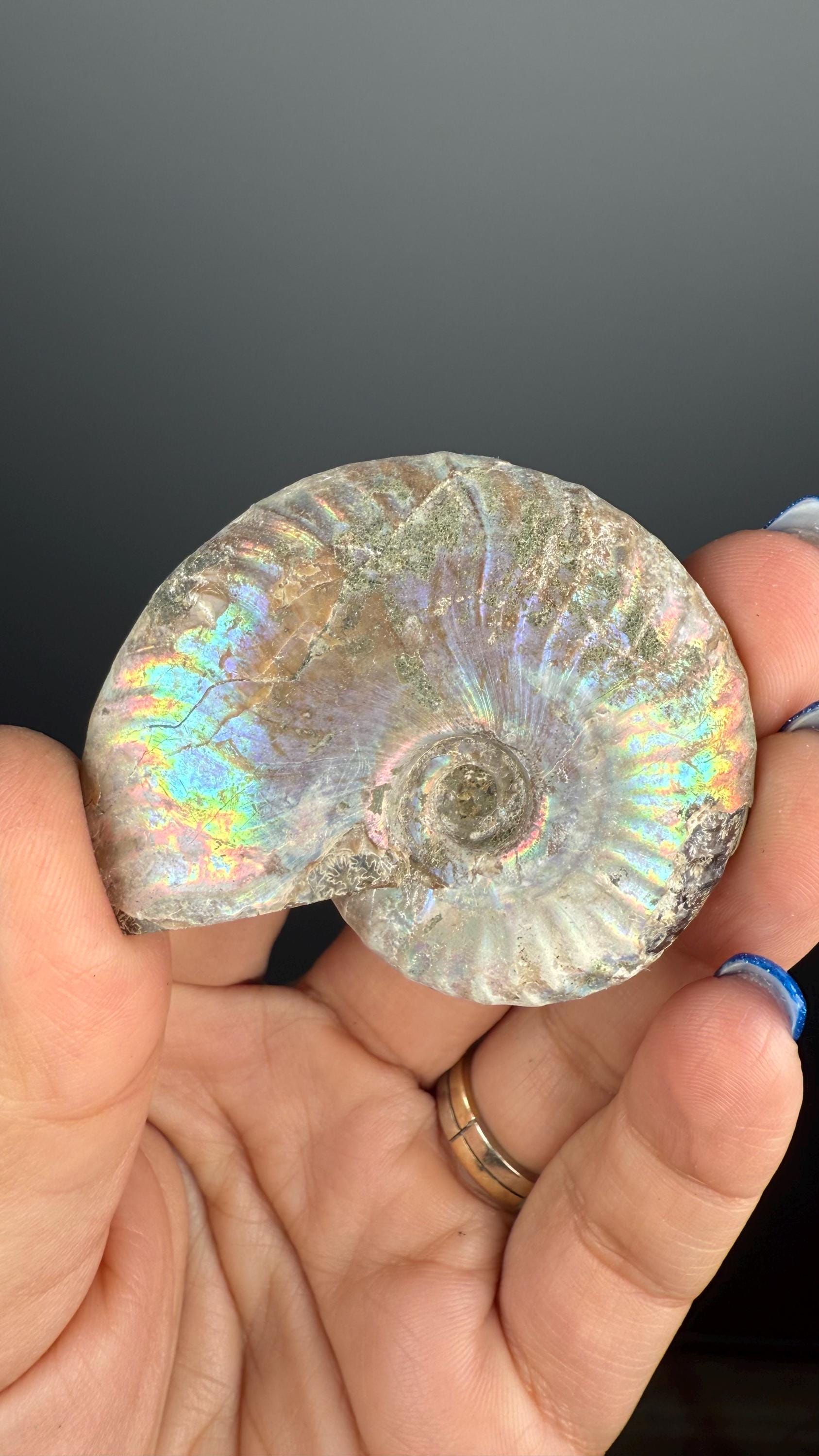 Ammonite Fossil with Rainbow Colors, Ammonite Fossil, Fossilized Ammonite, Natural Ammonite