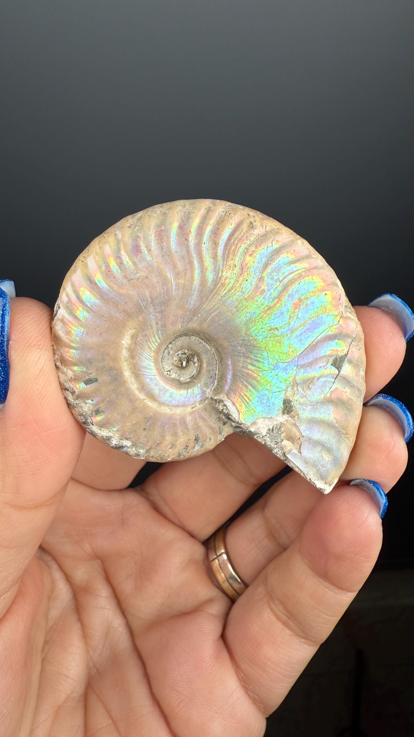 Ammonite Fossil with Rainbow Colors, Ammonite Fossil, Fossilized Ammonite, Natural Ammonite