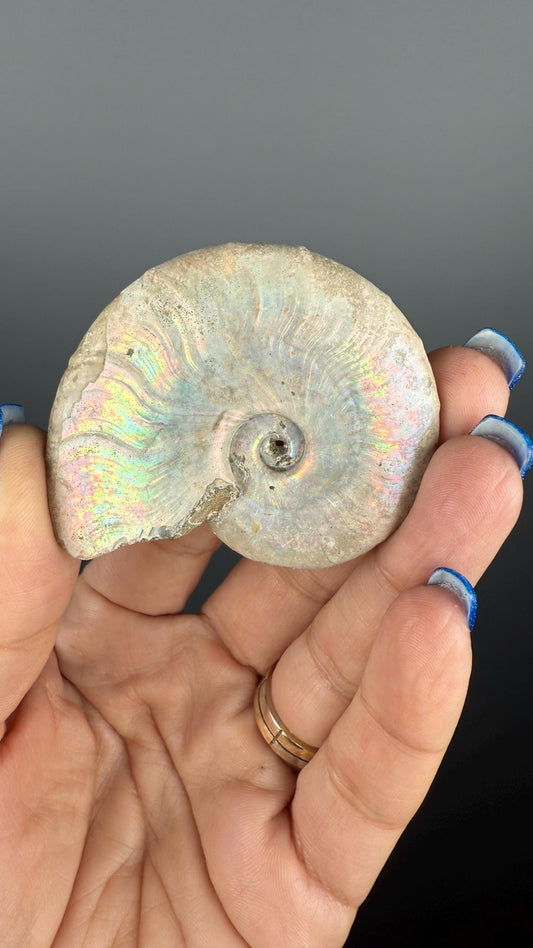 Rainbow Colors Ammonite Fossil, Natural Madagascar Ammonite Crystal