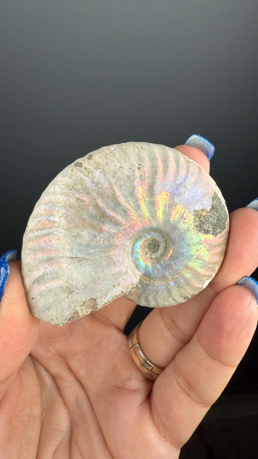 Rainbow Ammonite Fossil, Natural Healing Stone, Madagascar
