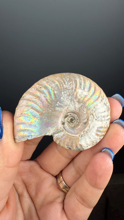 Ammonite Fossil with Rainbow Colors, Ammonite Fossil, Fossilized Ammonite, Natural Ammonite
