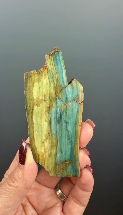 Rare, Bog Wood (Larsonite) from Nevada, Oregon USA