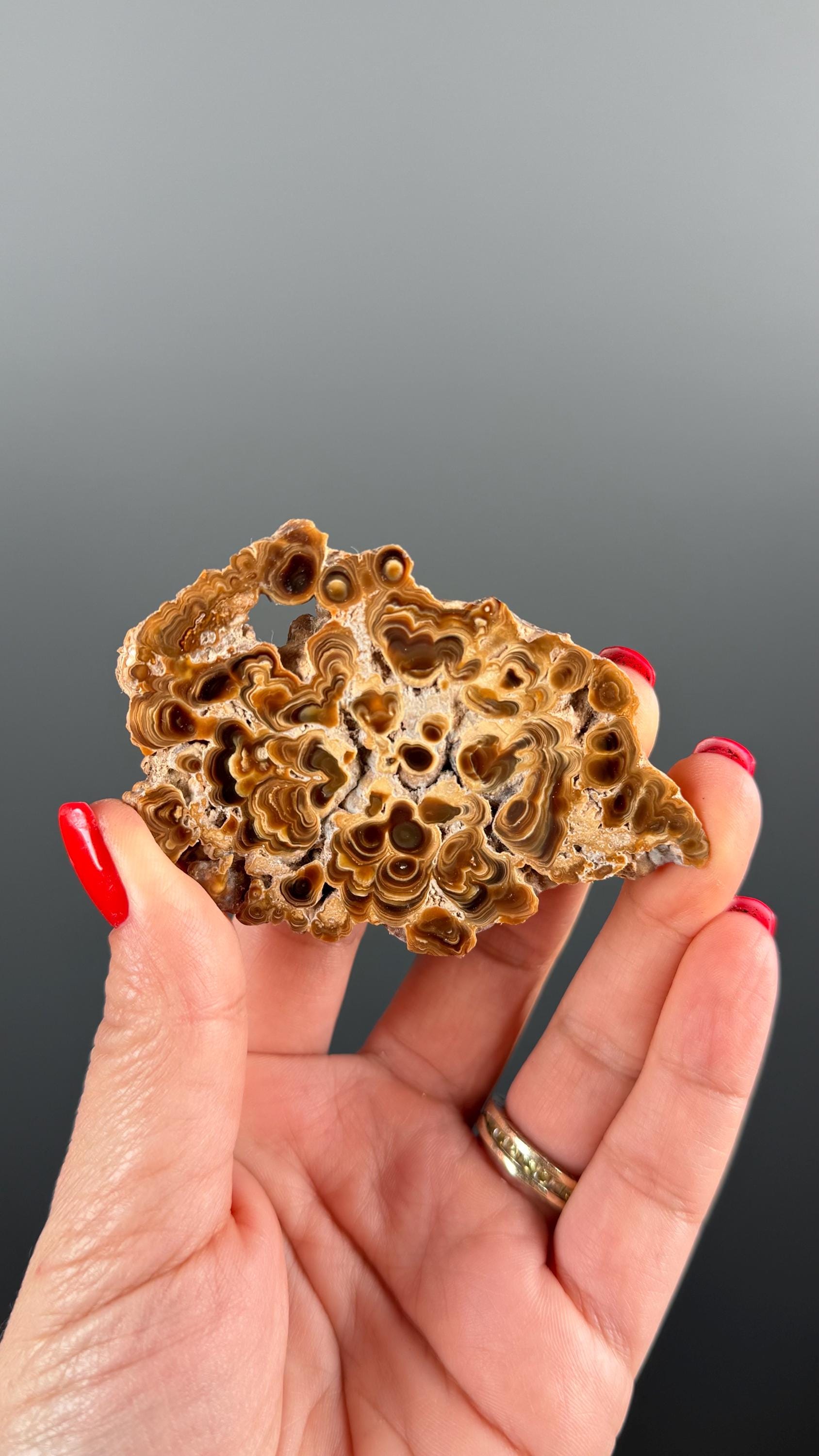 Brown Aragonite Stalactite Slab, Popcorn Aragonite