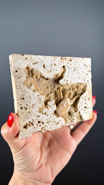 Crab Fossile From Turkey