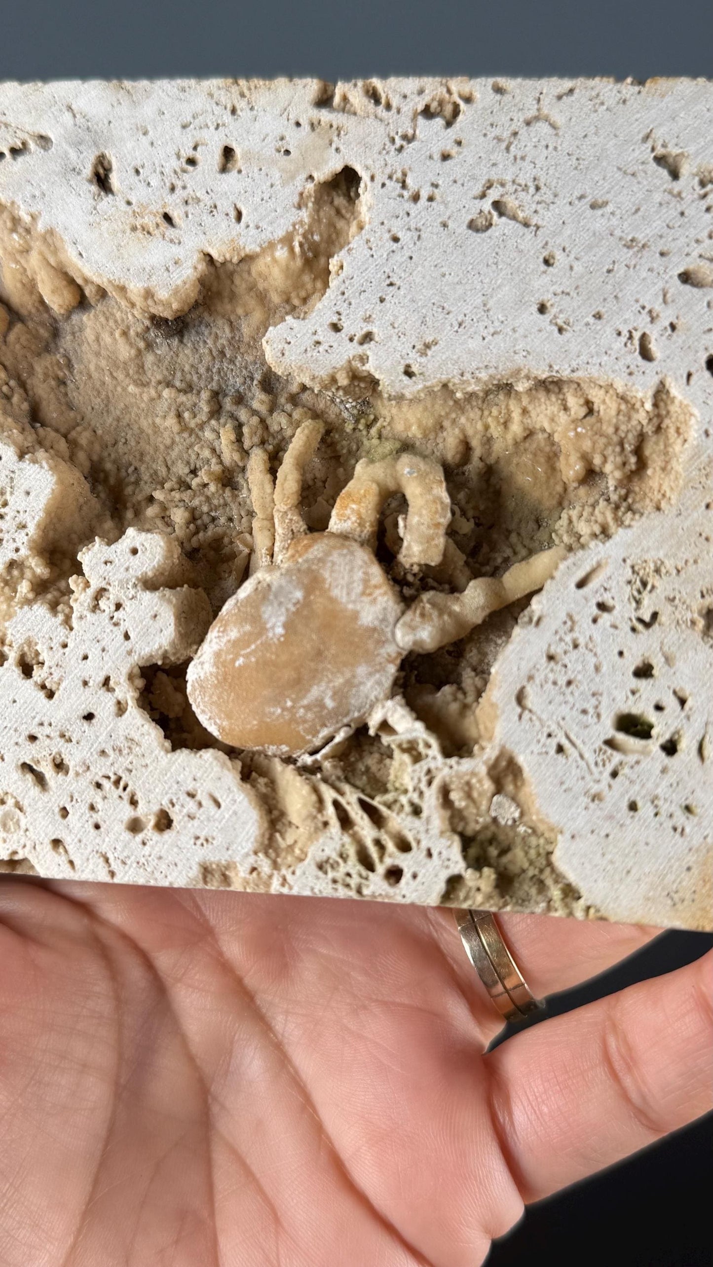 Crab Fossile From Turkey