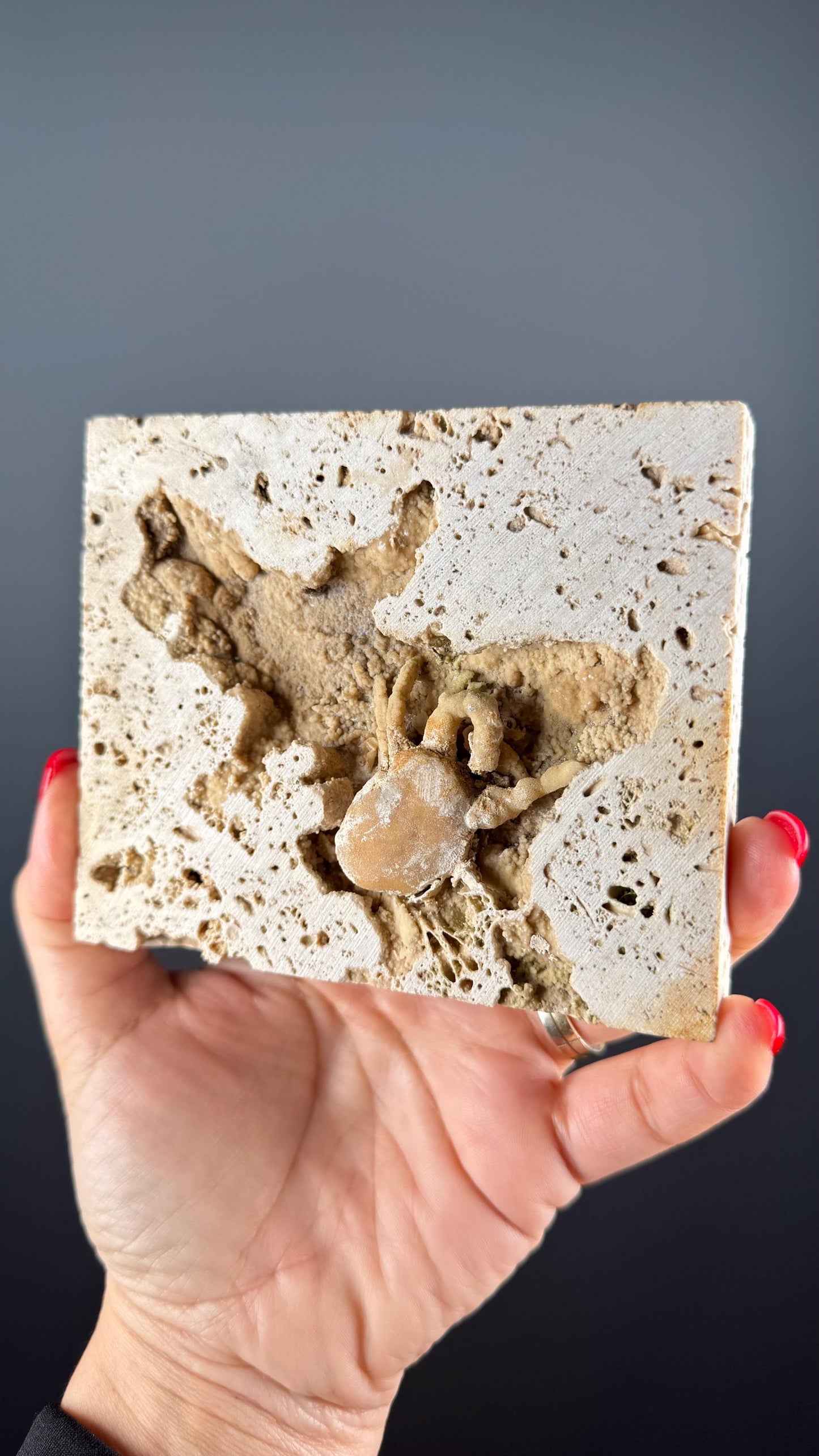 Crab Fossile From Turkey