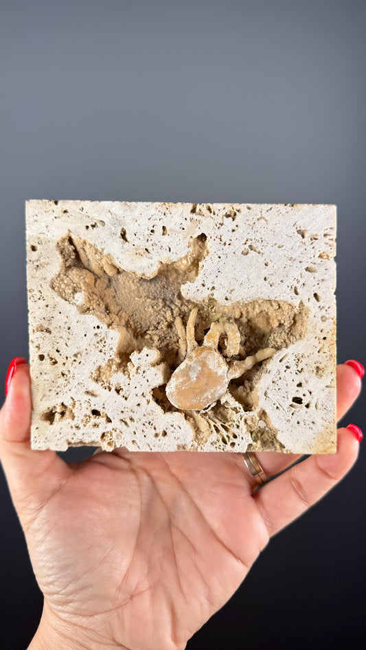 Crab Fossile From Turkey