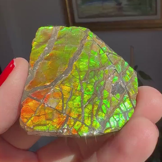 Amazing Shades of Color! Ammolite Specimen from  Canada