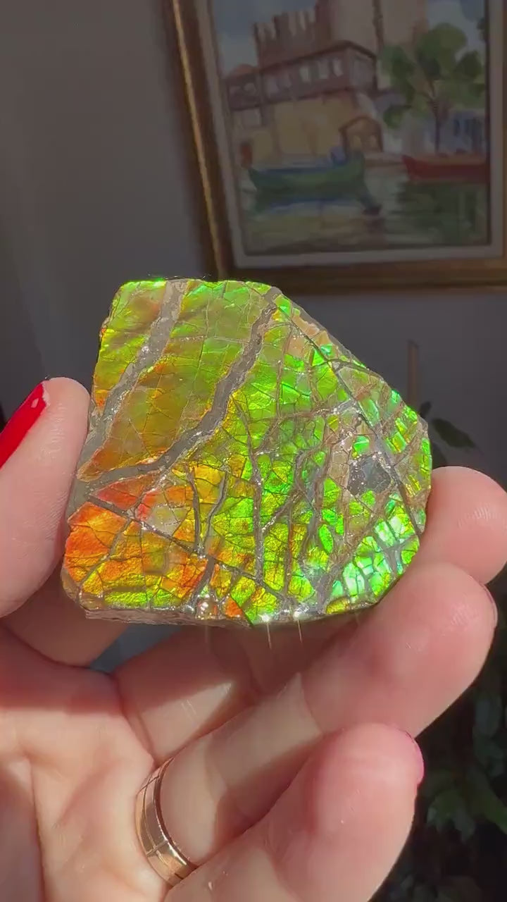 Amazing Shades of Color! Ammolite Specimen from  Canada