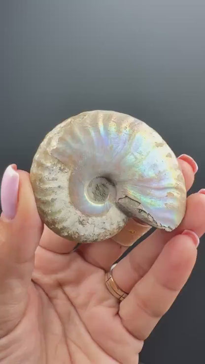 Amazing! Ammonite Fossil with Rainbow Colors, Ammonite Fossil, Fossilized Ammonite, Natural Ammonite