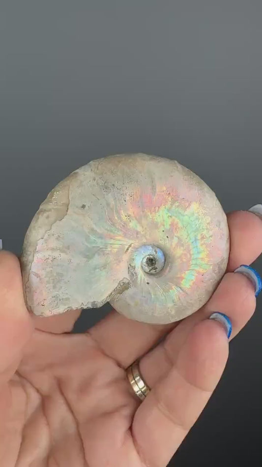 Rainbow Colors Ammonite Fossil, Natural Madagascar Ammonite Crystal