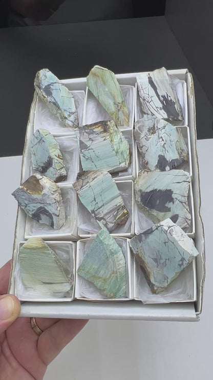 Blue Petrified Wood Lot 12 pieces