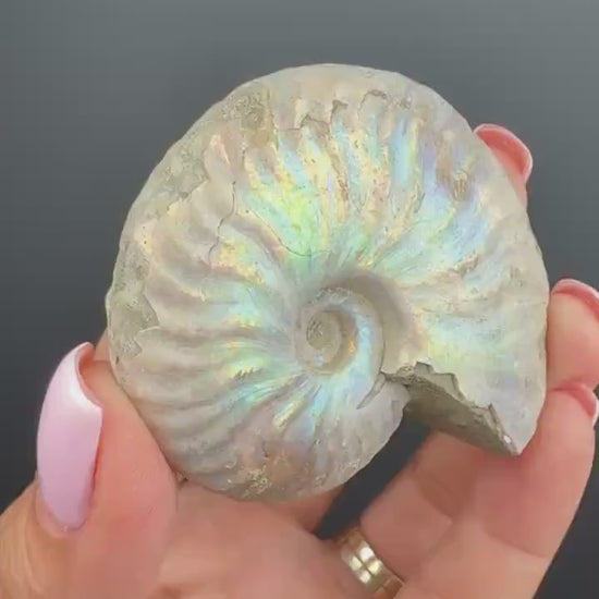 Amazing! Ammonite Fossil with Rainbow Colors, Ammonite Fossil, Fossilized Ammonite, Natural Ammonite